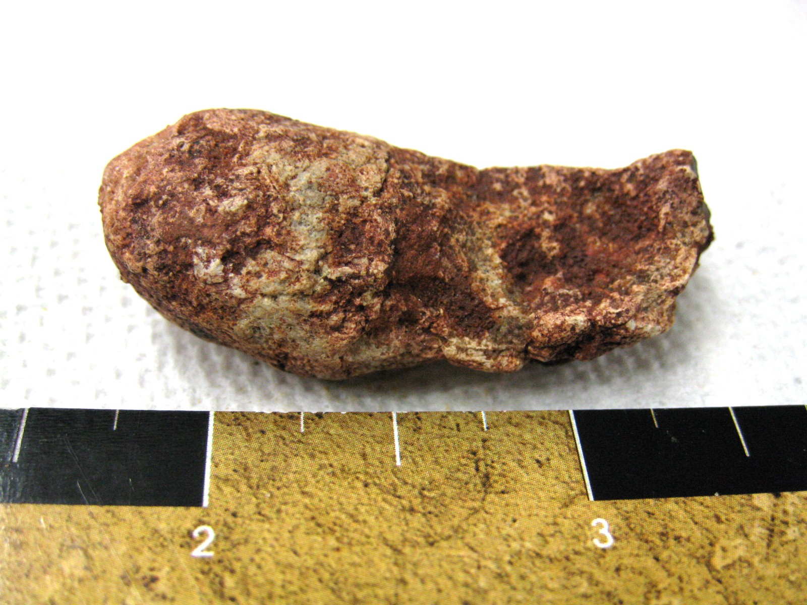 cretaceous-crocodile-fish-or-shark-coprolite-9a.jpg | Fossils for Sale Genuine Cretaceous Age Fish or Shark Coprolite Fossil for Sale from Africa #9a