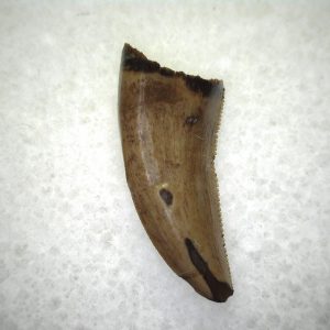 Judith River Theropod Tooth #4
