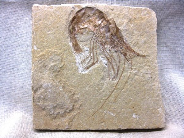 General Cretaceous Age Carpopenaeus Shrimp Fossils From Lebanon For Sale #7