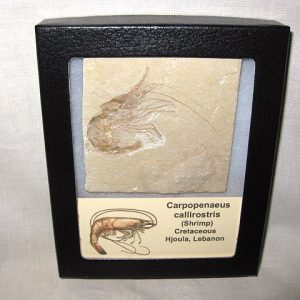 General Cretaceous Age Carpopenaeus Shrimp Fossils From Lebanon For Sale #7a