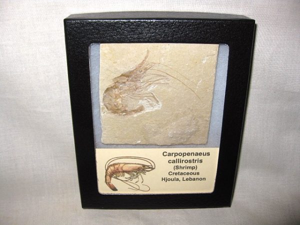 General Cretaceous Age Carpopenaeus Shrimp Fossils From Lebanon For Sale #7a