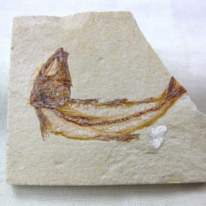 Genunie Cretaceous Age Lebanon Fish Fossil for Sale #10