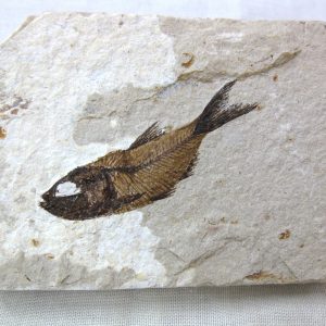 Genunie Cretaceous Age Lebanon Fish Fossil for Sale #12