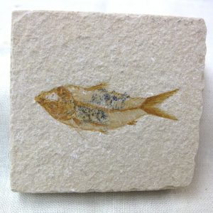 Genunie Cretaceous Age Lebanon Fish Fossil for Sale #13