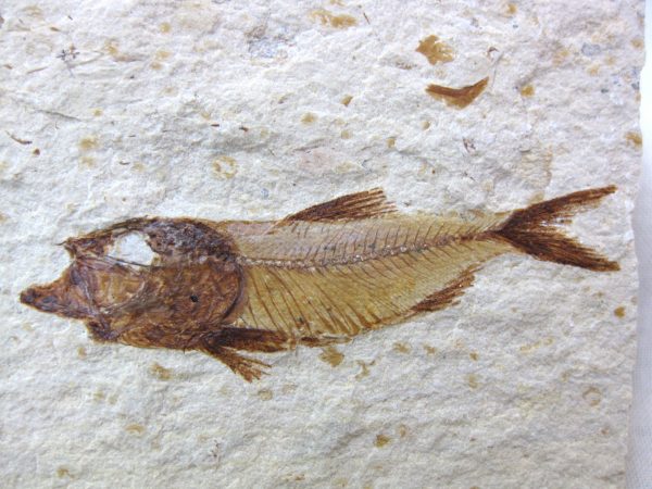 Genunie Cretaceous Age Lebanon Fish Fossil for Sale #18a