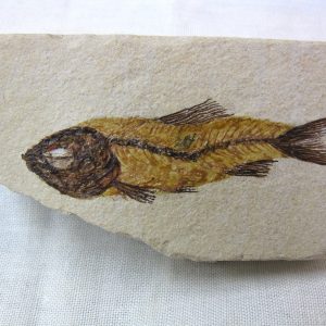 Genunie Cretaceous Age Lebanon Fish Fossil for Sale #2