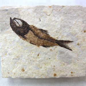 Genunie Cretaceous Age Lebanon Fish Fossil for Sale #24