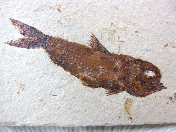 Genunie Cretaceous Age Lebanon Fish Fossil for Sale #25a