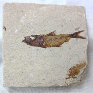 Genunie Cretaceous Age Lebanon Fish Fossil for Sale #26