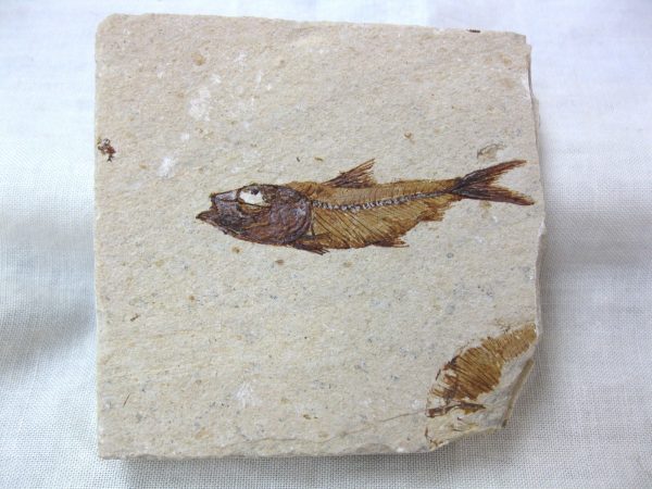 Genunie Cretaceous Age Lebanon Fish Fossil for Sale #26