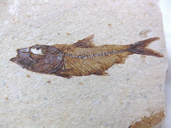 Genunie Cretaceous Age Lebanon Fish Fossil for Sale #26a