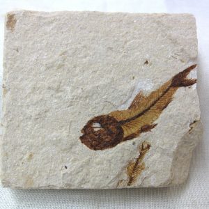 Genunie Cretaceous Age Lebanon Fish Fossil for Sale #27