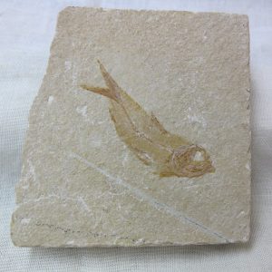 Genunie Cretaceous Age Lebanon Fish Fossil for Sale #3