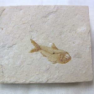 Genunie Cretaceous Age Lebanon Fish Fossil for Sale #32