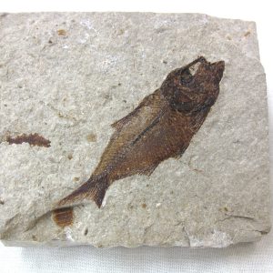 Genunie Cretaceous Age Lebanon Fish Fossil for Sale #35