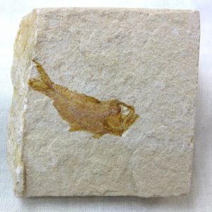 Genunie Cretaceous Age Lebanon Fish Fossil for Sale #37