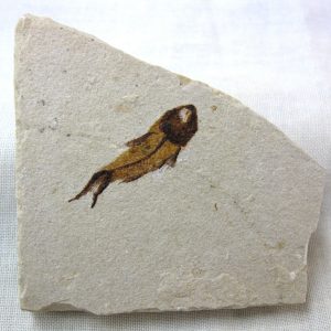 Genunie Cretaceous Age Lebanon Fish Fossil for Sale #38