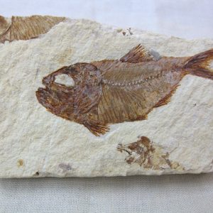 Genunie Cretaceous Age Lebanon Fish Fossil for Sale #4