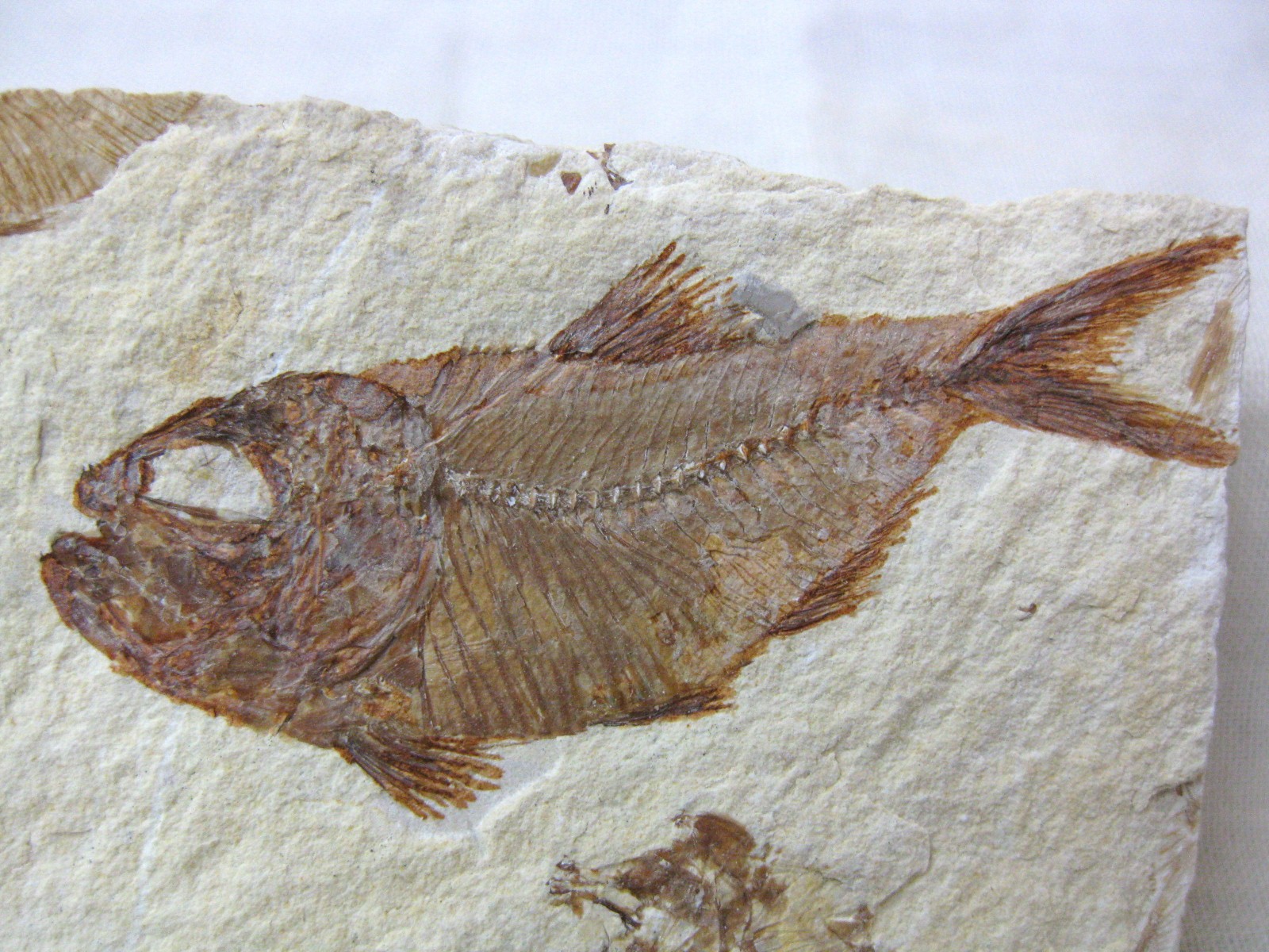 cretaceous-lebanon-fish-4a.jpg | Fossils for Sale Genunie Cretaceous Age Lebanon Fish Fossil for Sale #4a