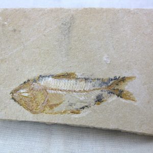 Genunie Cretaceous Age Lebanon Fish Fossil for Sale #5