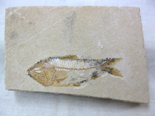 Genunie Cretaceous Age Lebanon Fish Fossil for Sale #5