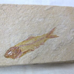 Genunie Cretaceous Age Lebanon Fish Fossil for Sale #6