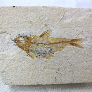 Genunie Cretaceous Age Lebanon Fish Fossil for Sale #9