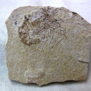 General Cretaceous Age Shrimp Fossils From Lebanon For Sale #21