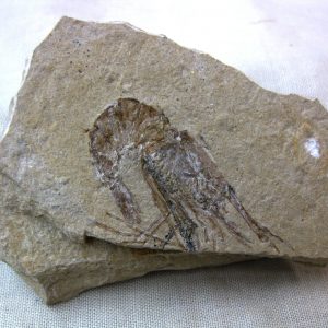 General Cretaceous Age Shrimp Fossils From Lebanon For Sale #23