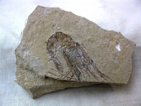 General Cretaceous Age Shrimp Fossils From Lebanon For Sale #23