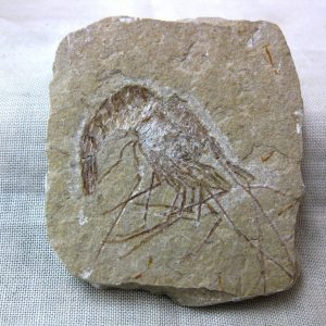 General Cretaceous Age Shrimp Fossils From Lebanon For Sale #26