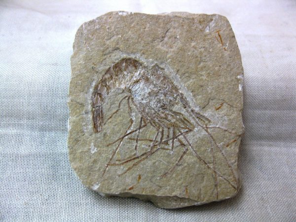 General Cretaceous Age Shrimp Fossils From Lebanon For Sale #26