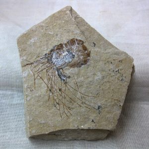 General Cretaceous Age Shrimp Fossils From Lebanon For Sale #27