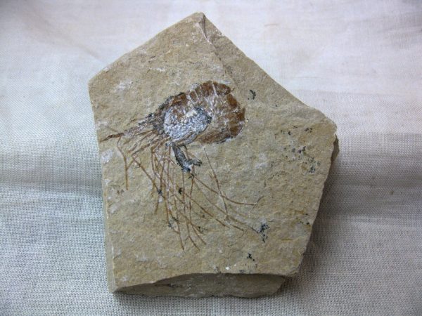 General Cretaceous Age Shrimp Fossils From Lebanon For Sale #27