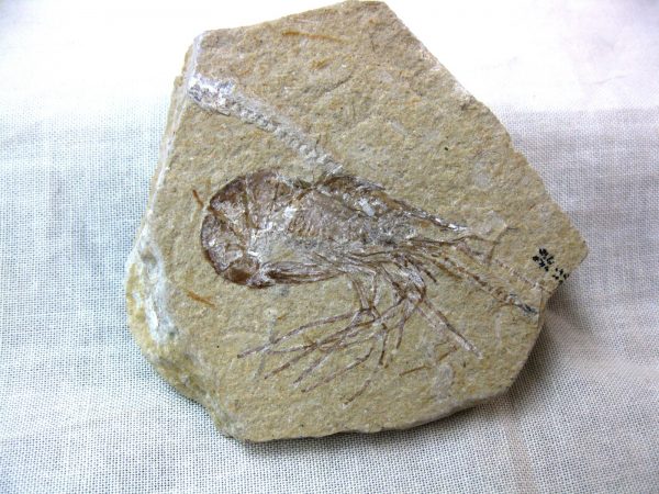 General Cretaceous Age Shrimp Fossils From Lebanon For Sale #33