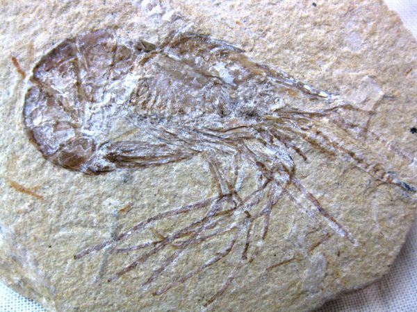 General Cretaceous Age Shrimp Fossils From Lebanon For Sale #33a