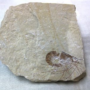 General Cretaceous Age Shrimp Fossils From Lebanon For Sale #36