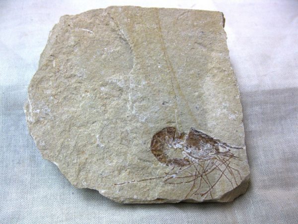 General Cretaceous Age Shrimp Fossils From Lebanon For Sale #36