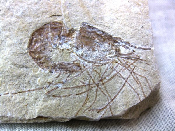 General Cretaceous Age Shrimp Fossils From Lebanon For Sale #36a