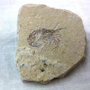 General Cretaceous Age Shrimp Fossils From Lebanon For Sale #37