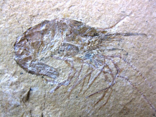 General Cretaceous Age Shrimp Fossils From Lebanon For Sale #37a