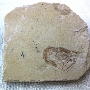 General Cretaceous Age Shrimp Fossils From Lebanon For Sale #38