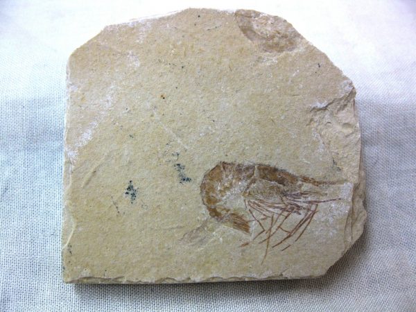 General Cretaceous Age Shrimp Fossils From Lebanon For Sale #38