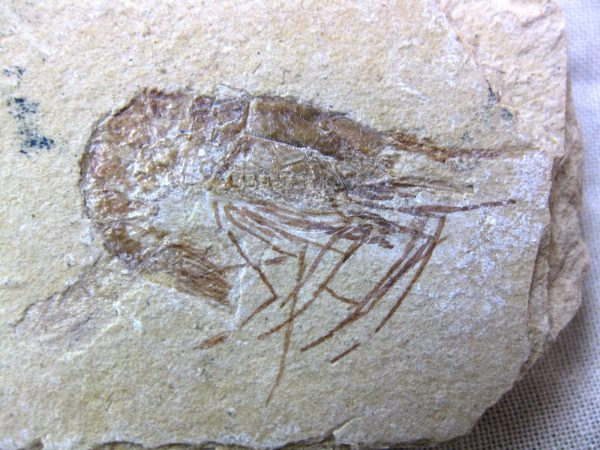 General Cretaceous Age Shrimp Fossils From Lebanon For Sale #38a