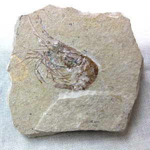 General Cretaceous Age Shrimp Fossils From Lebanon For Sale #40