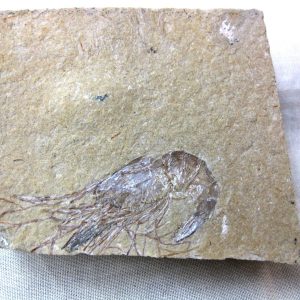 General Cretaceous Age Shrimp Fossils From Lebanon For Sale #41