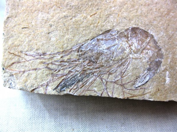 General Cretaceous Age Shrimp Fossils From Lebanon For Sale #41a