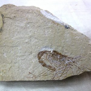 General Cretaceous Age Shrimp Fossils From Lebanon For Sale #42