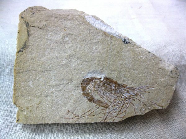 General Cretaceous Age Shrimp Fossils From Lebanon For Sale #42