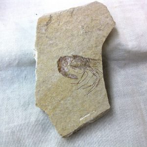 General Cretaceous Age Shrimp Fossils From Lebanon For Sale #44